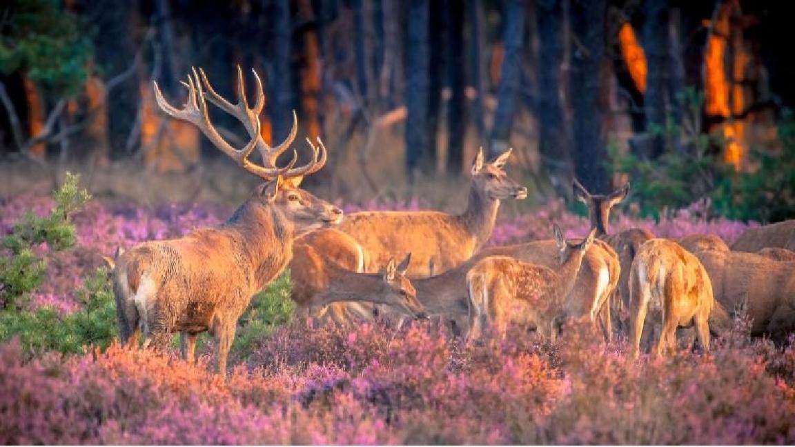 Sfeervol Chalet Op De Veluwe Putten Zewnętrze zdjęcie